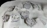 Museum Quality Crinoid Plate ( Species) - Indiana #50960-11
